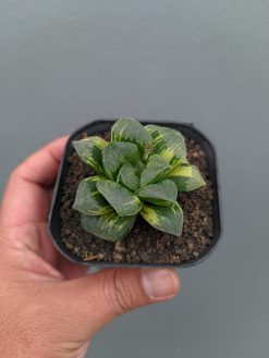 Haworthia Truncata Maughanii Variegated, real gallery image #11 plants. Picture taken directly from kaktus.id community Haworthia farmer green houses.