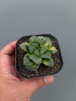 Haworthia Truncata Maughanii Variegated, real gallery image #12 plants. Picture taken directly from kaktus.id community Haworthia farmer green houses.