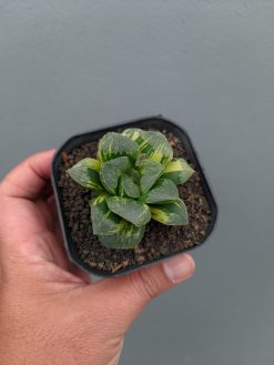 Haworthia Truncata Maughanii Variegated, real gallery image #13 plants. Picture taken directly from kaktus.id community Haworthia farmer green houses.