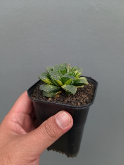Haworthia Truncata Maughanii Variegated, real gallery image #14 plants. Picture taken directly from kaktus.id community Haworthia farmer green houses.