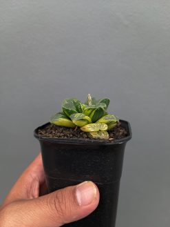 Haworthia Truncata Maughanii Variegated, real gallery image #15 plants. Picture taken directly from kaktus.id community Haworthia farmer green houses.