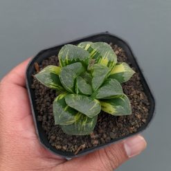 Haworthia Truncata Maughanii Variegated, real feature image plant. Picture taken directly from kaktus.id community Haworthia farmer green houses.