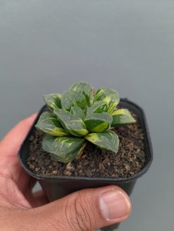 Haworthia Truncata Maughanii Variegated, real gallery image #4 plants. Picture taken directly from kaktus.id community Haworthia farmer green houses.
