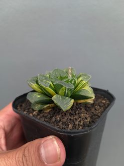 Haworthia Truncata Maughanii Variegated, real gallery image #5 plants. Picture taken directly from kaktus.id community Haworthia farmer green houses.