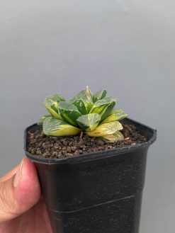 Haworthia Truncata Maughanii Variegated, real gallery image #6 plants. Picture taken directly from kaktus.id community Haworthia farmer green houses.