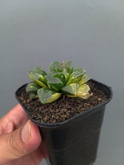 Haworthia Truncata Maughanii Variegated, real gallery image #1 plants. Picture taken directly from kaktus.id community Haworthia farmer green houses.