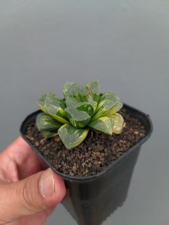 Haworthia Truncata Maughanii Variegated, real gallery image #7 plants. Picture taken directly from kaktus.id community Haworthia farmer green houses.
