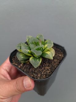 Haworthia Truncata Maughanii Variegated, real gallery image #8 plants. Picture taken directly from kaktus.id community Haworthia farmer green houses.