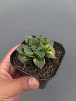Haworthia Truncata Maughanii Variegated, real gallery image #9 plants. Picture taken directly from kaktus.id community Haworthia farmer green houses.