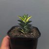 Haworthia Viscosa Variegated, real feature image plant. Picture taken directly from kaktus.id community Haworthia farmer green houses.