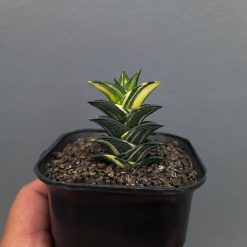 Haworthia Viscosa Variegated, real feature image plant. Picture taken directly from kaktus.id community Haworthia farmer green houses.