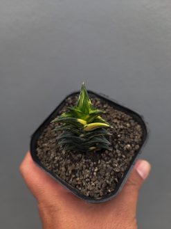 Haworthia Viscosa Variegated, real gallery image #10 plants. Picture taken directly from kaktus.id community Haworthia farmer green houses.