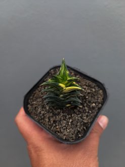 Haworthia Viscosa Variegated, real gallery image #11 plants. Picture taken directly from kaktus.id community Haworthia farmer green houses.