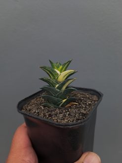 Haworthia Viscosa Variegated, real gallery image #2 plants. Picture taken directly from kaktus.id community Haworthia farmer green houses.