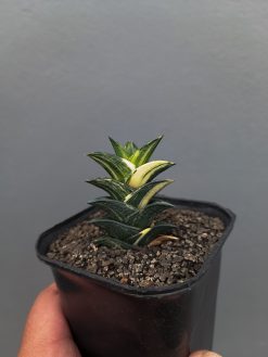 Haworthia Viscosa Variegated, real gallery image #12 plants. Picture taken directly from kaktus.id community Haworthia farmer green houses.