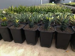 Haworthia Viscosa Variegated, real gallery image #1 plants. Picture taken directly from kaktus.id community Haworthia farmer green houses.