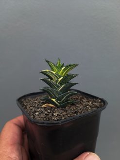 Haworthia Viscosa Variegated, real gallery image #3 plants. Picture taken directly from kaktus.id community Haworthia farmer green houses.