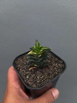 Haworthia Viscosa Variegated, real gallery image #4 plants. Picture taken directly from kaktus.id community Haworthia farmer green houses.