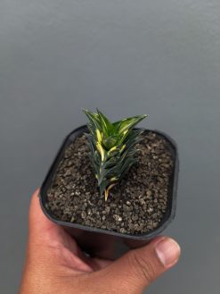 Haworthia Viscosa Variegated, real gallery image #5 plants. Picture taken directly from kaktus.id community Haworthia farmer green houses.