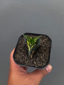 Haworthia Viscosa Variegated, real gallery image #6 plants. Picture taken directly from kaktus.id community Haworthia farmer green houses.