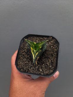 Haworthia Viscosa Variegated, real gallery image #7 plants. Picture taken directly from kaktus.id community Haworthia farmer green houses.