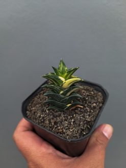 Haworthia Viscosa Variegated, real gallery image #8 plants. Picture taken directly from kaktus.id community Haworthia farmer green houses.