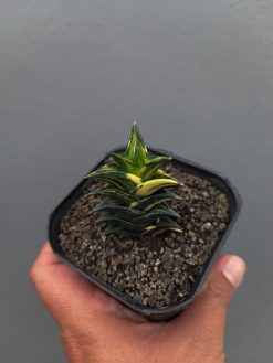 Haworthia Viscosa Variegated, real gallery image #9 plants. Picture taken directly from kaktus.id community Haworthia farmer green houses.