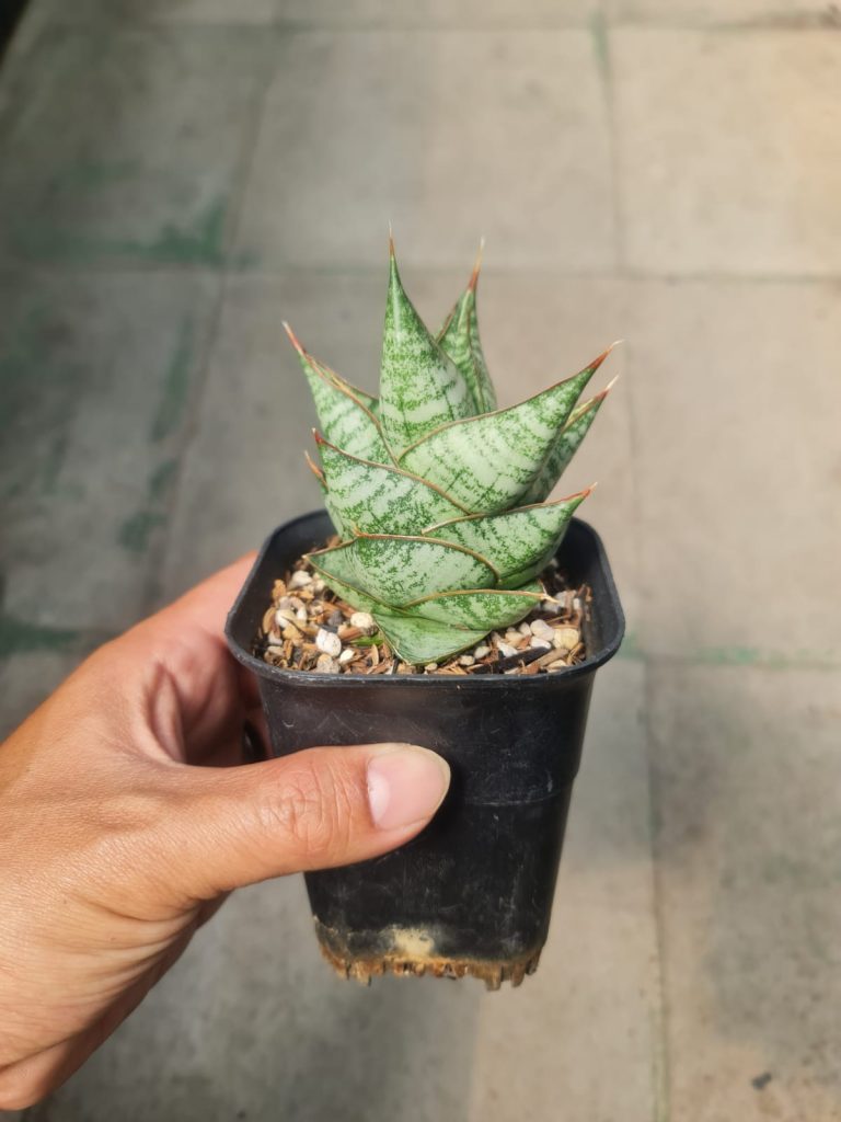 kaktus.id