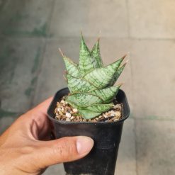 Sansevieria Imagine, real feature image plant. Picture taken directly from kaktus.id community Sansevieria farmer green houses.
