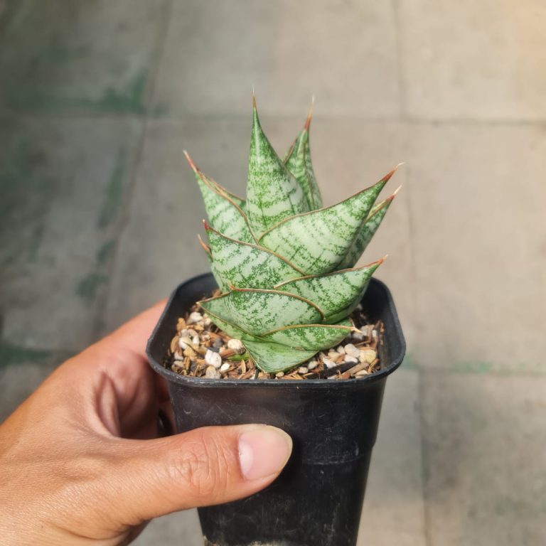 1370. Sansevieria Imagine