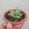 Sansevieria Ming Manee Variegated, real feature image plant. Picture taken directly from kaktus.id community Sansevieria farmer green houses.