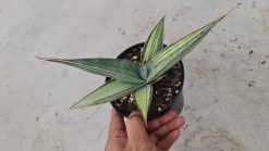 Sansevieria Lavranos 24561 Variegated, real gallery image #1 plants. Picture taken directly from kaktus.id community Sansevieria farmer green houses.