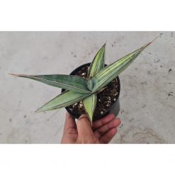 Sansevieria Lavranos 24561 Variegated, real feature image plant. Picture taken directly from kaktus.id community Sansevieria farmer green houses.