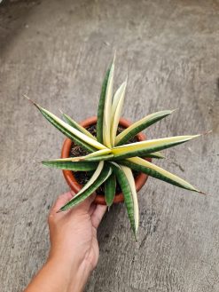 Sansevieria Marsanda White Variegated Size 20 Cm, real gallery image #1 plants. Picture taken directly from kaktus.id community Sansevieria farmer green houses.