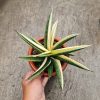 Sansevieria Marsanda White Variegated Size 20 Cm, real feature image plant. Picture taken directly from kaktus.id community Sansevieria farmer green houses.