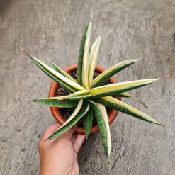 Sansevieria Marsanda White Variegated Size 20 Cm, real feature image plant. Picture taken directly from kaktus.id community Sansevieria farmer green houses.
