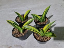 4 Pcs Sansevieria Marcopolo Variegated, real gallery image #1 plants. Picture taken directly from kaktus.id community 4 farmer green houses.