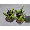 4 Pcs Sansevieria Marcopolo Variegated, real feature image plant. Picture taken directly from kaktus.id community 4 farmer green houses.