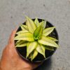 Sansevieria Asancaya, real feature image plant. Picture taken directly from kaktus.id community Sansevieria farmer green houses.