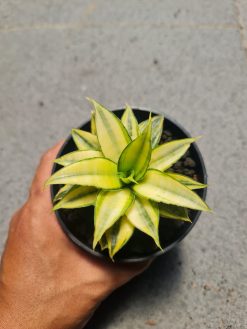 Sansevieria Asancaya, real gallery image #1 plants. Picture taken directly from kaktus.id community Sansevieria farmer green houses.