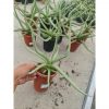 Sansevieria Dancing Dragon Size 35 Cm, real feature image plant. Picture taken directly from kaktus.id community Sansevieria farmer green houses.