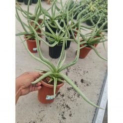 Sansevieria Dancing Dragon Size 35 Cm, real feature image plant. Picture taken directly from kaktus.id community Sansevieria farmer green houses.