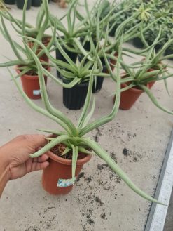 Sansevieria Dancing Dragon Size 35 Cm, real gallery image #1 plants. Picture taken directly from kaktus.id community Sansevieria farmer green houses.