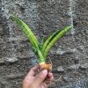 Sansevieria Marcopolo Variegated, real gallery image #5 plants. Picture taken directly from kaktus.id community Sansevieria farmer green houses.