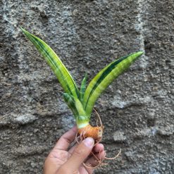 Sansevieria Marcopolo Variegated, real gallery image #5 plants. Picture taken directly from kaktus.id community Sansevieria farmer green houses.