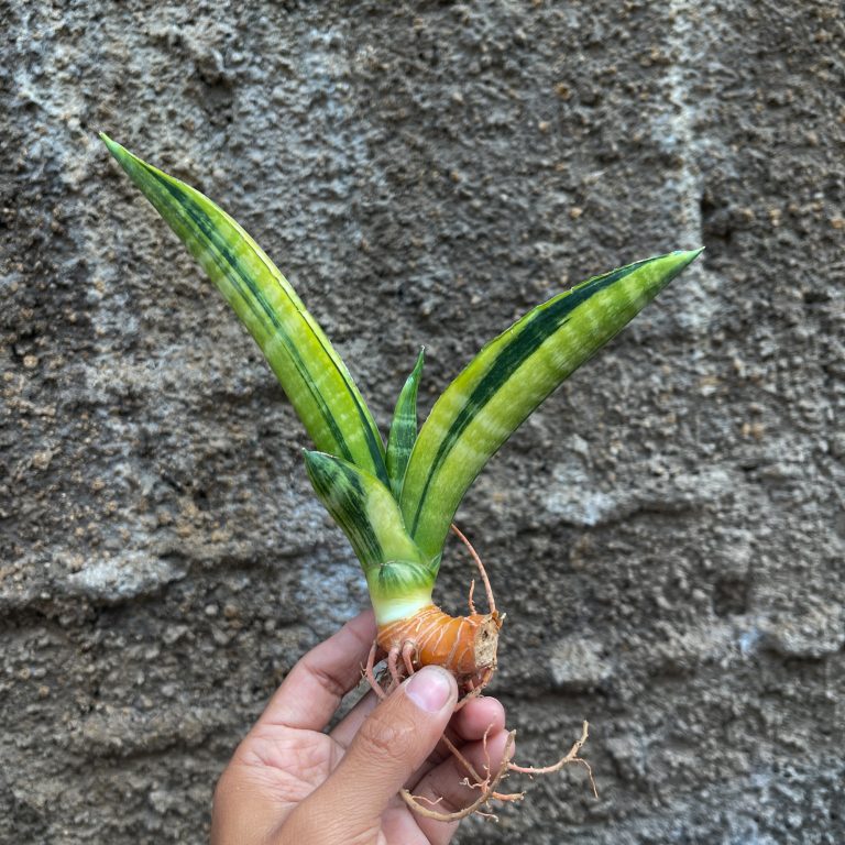 1379. Sansevieria Marcopolo Variegated