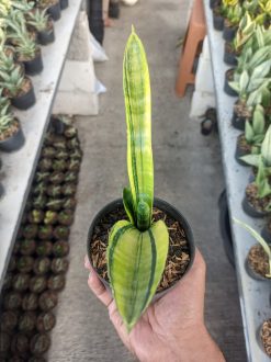 Sansevieria Marcopolo Variegated, real gallery image #4 plants. Picture taken directly from kaktus.id community Sansevieria farmer green houses.
