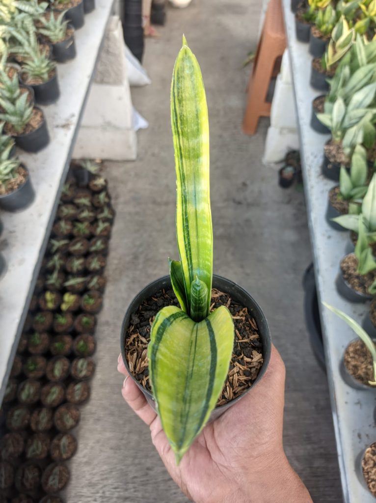 kaktus.id