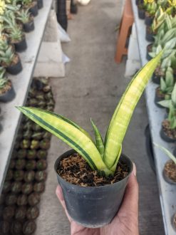 Sansevieria Marcopolo Variegated, real gallery image #3 plants. Picture taken directly from kaktus.id community Sansevieria farmer green houses.