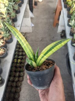 Sansevieria Marcopolo Variegated, real gallery image #2 plants. Picture taken directly from kaktus.id community Sansevieria farmer green houses.
